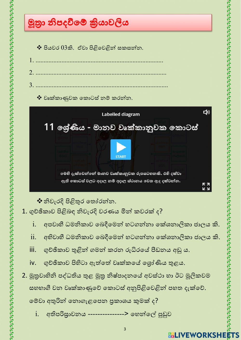 Grade 11- Excretion System