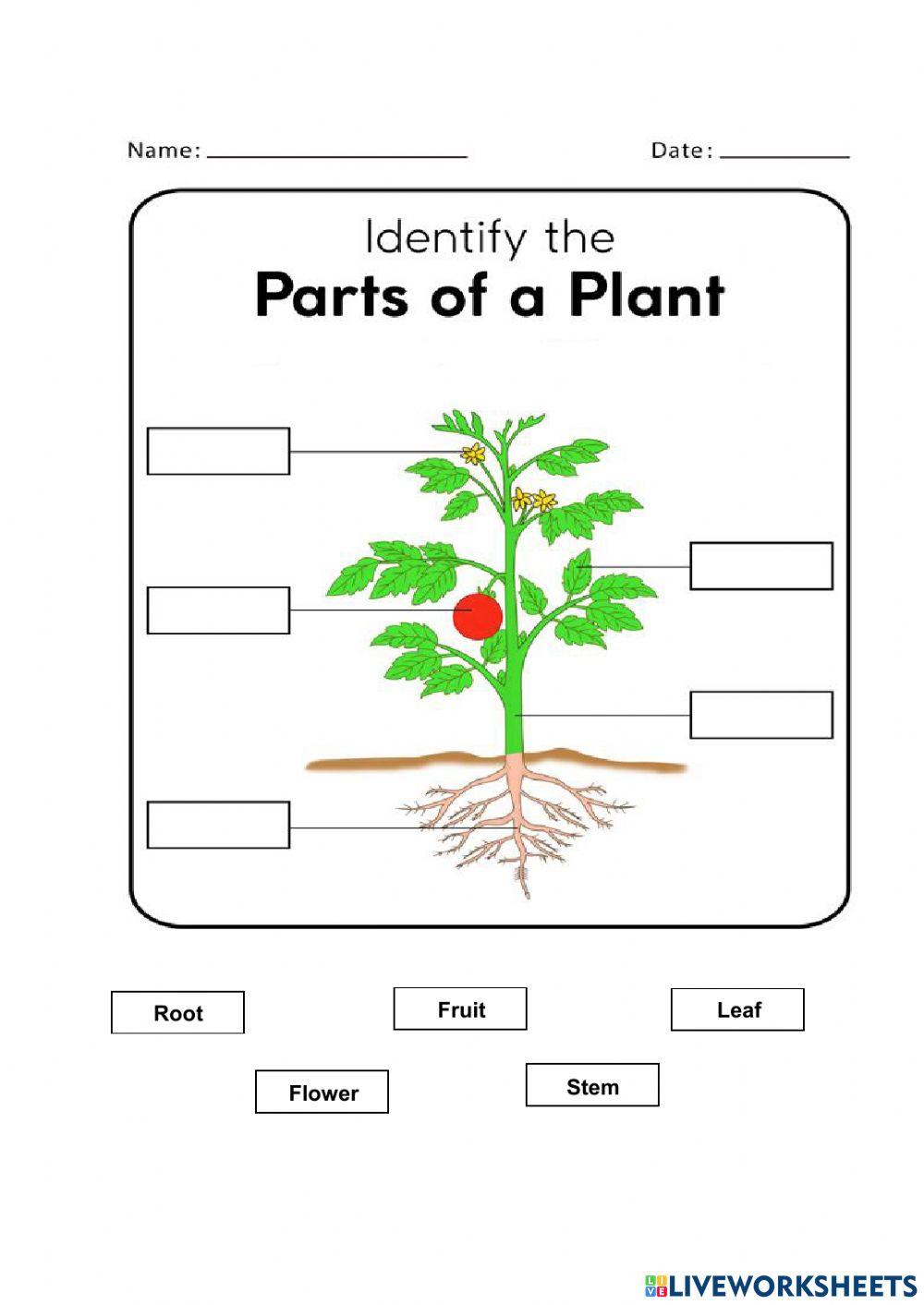 Parts of plants