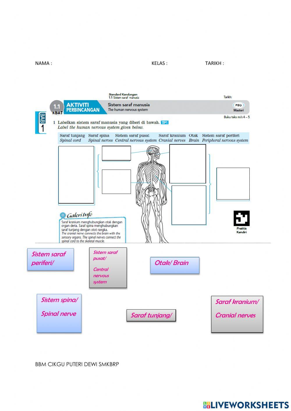 Sistem saraf manusia