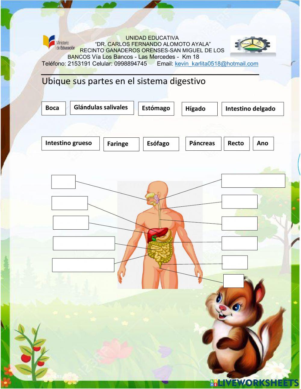 Partes del sistema digestivo