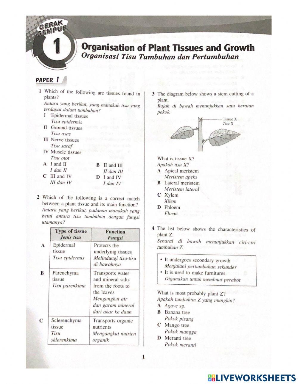 Chapter 1: Organisation of Planf Tissue and Growth