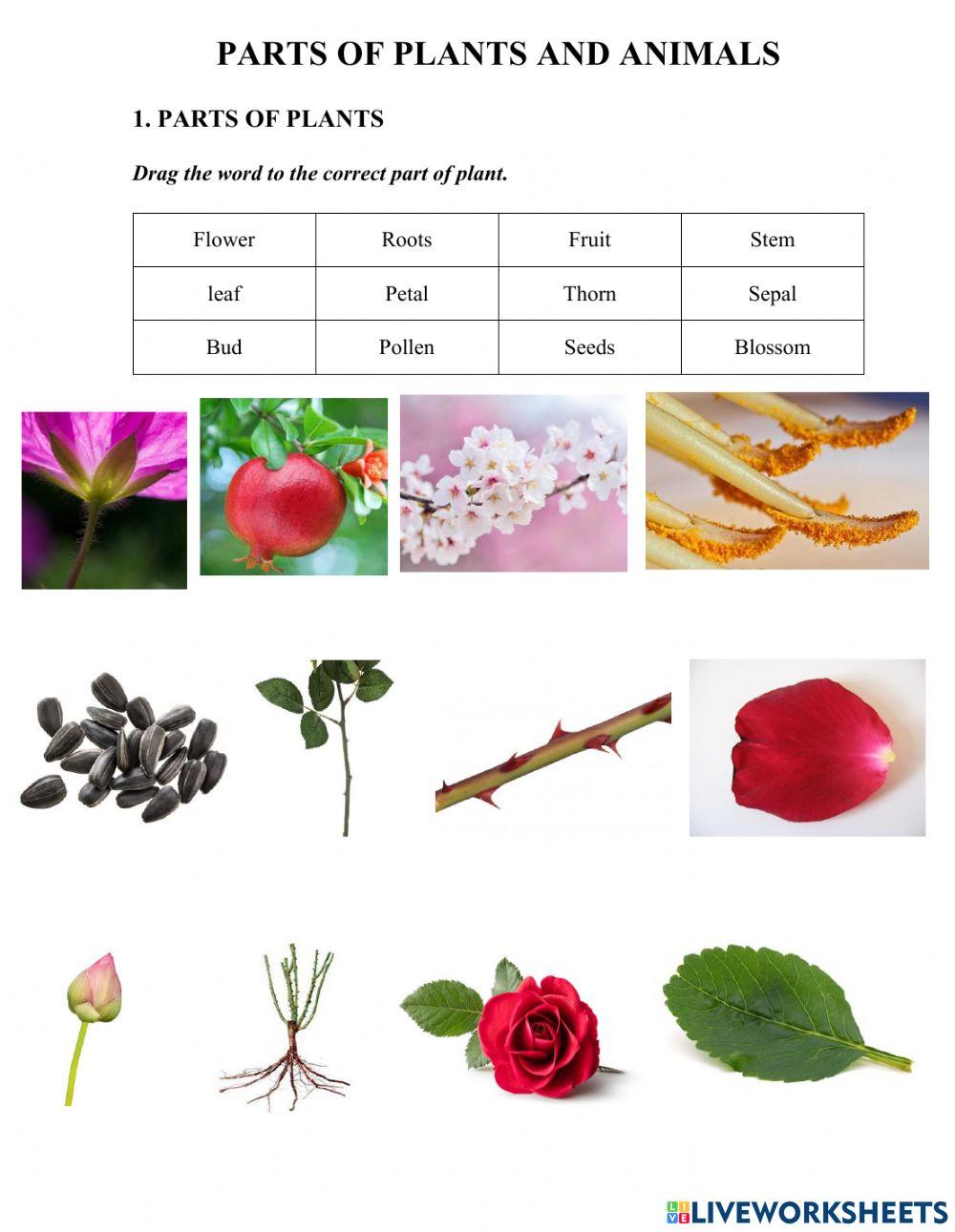 Parts of plant and parts of animal