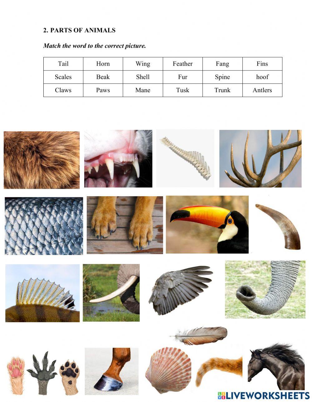 Parts of plant and parts of animal