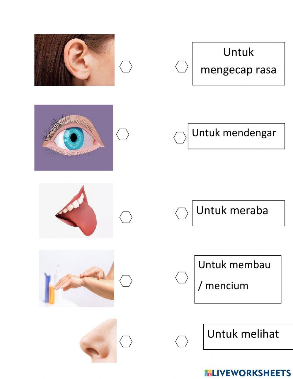 Lkpd Panca Indra Manusia Worksheet Live Worksheets 52% OFF