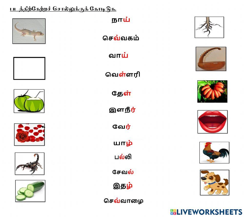 படத்திற்கேற்றச் சொல்லுக்குக் கோடிடுக