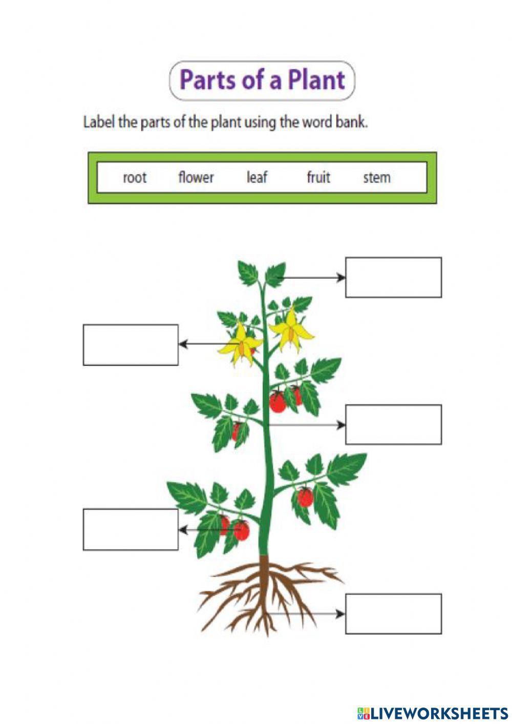 Parts of the Plant