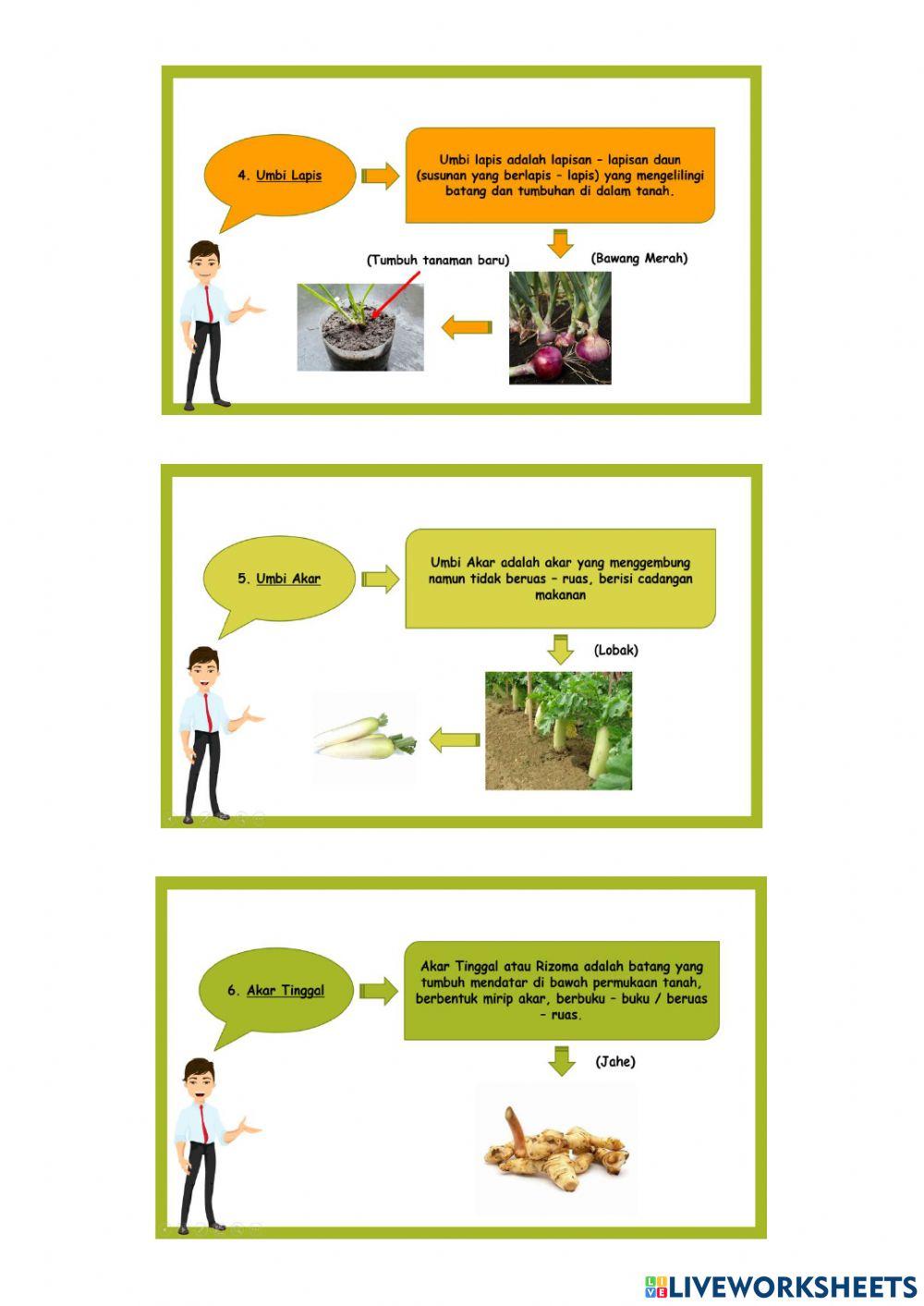 Materi Ajar Tema 1 Subtema 1 Pembelajaran 3