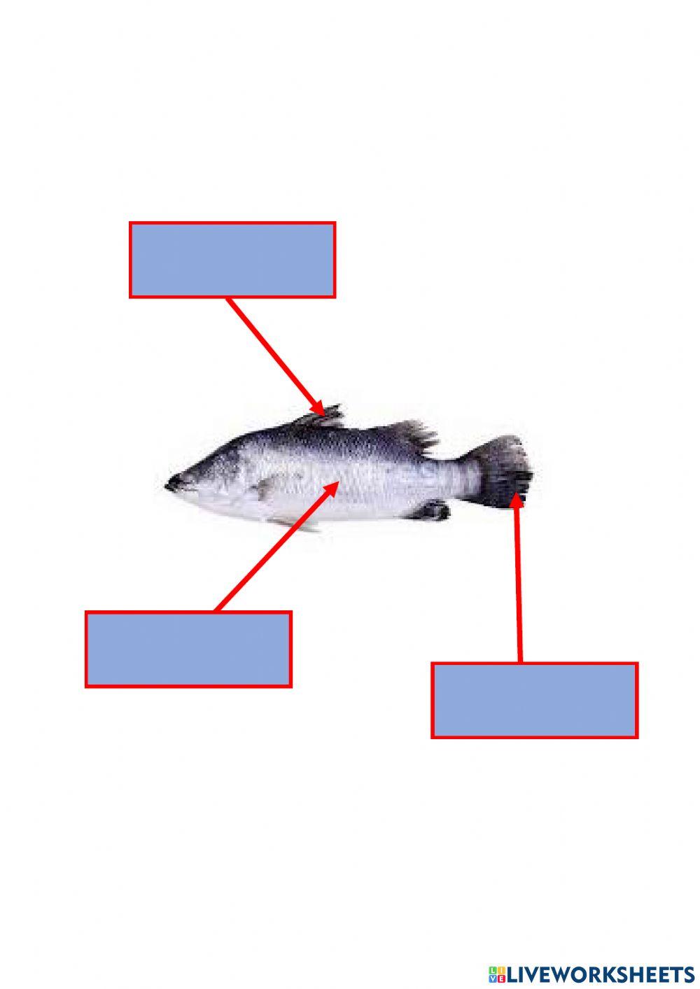 Namakan bahagian tubuh saya.