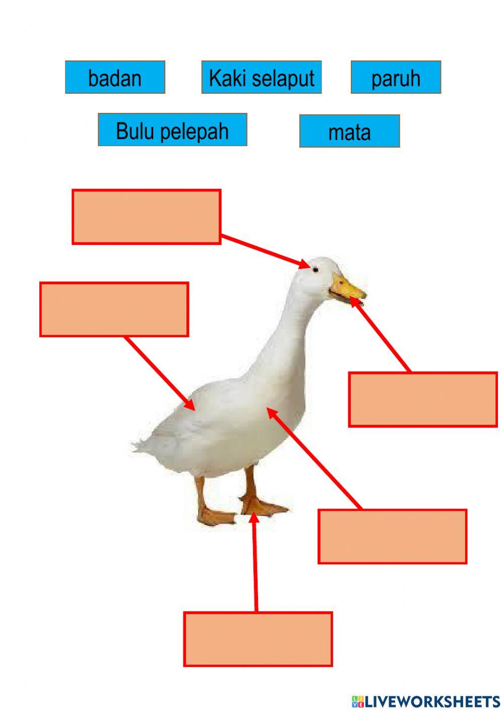 Namakan bahagian tubuh saya.
