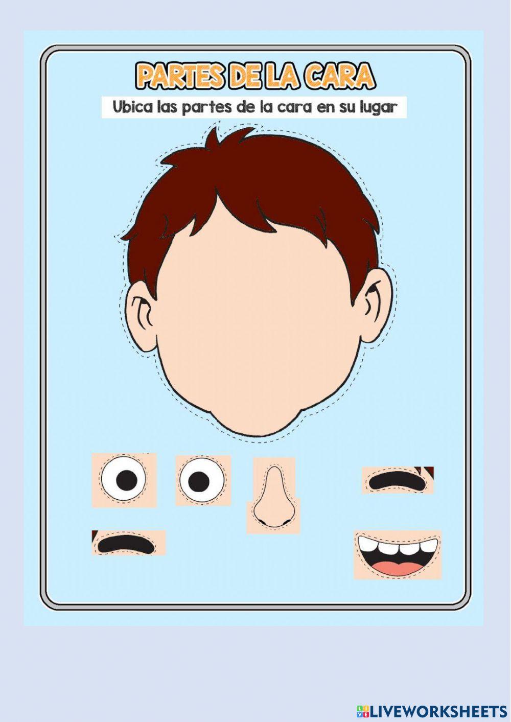 Partes de la cara