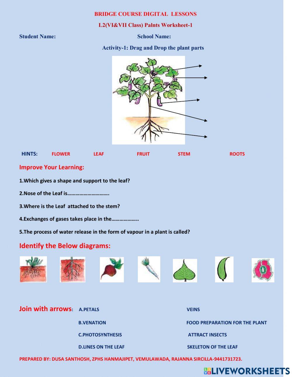 L2(VI&VII Class) Palnts Worksheet-1