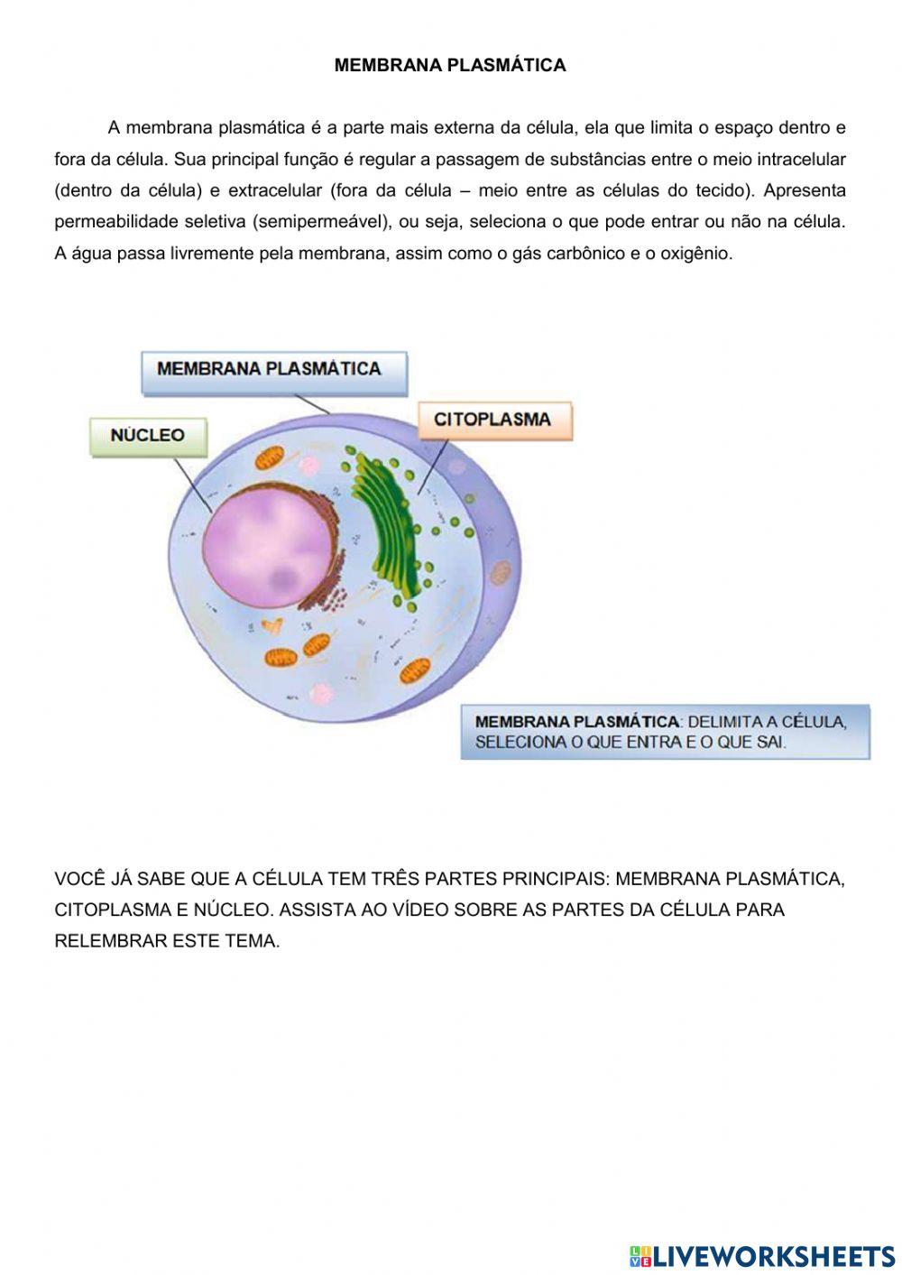 Membrana plasmática