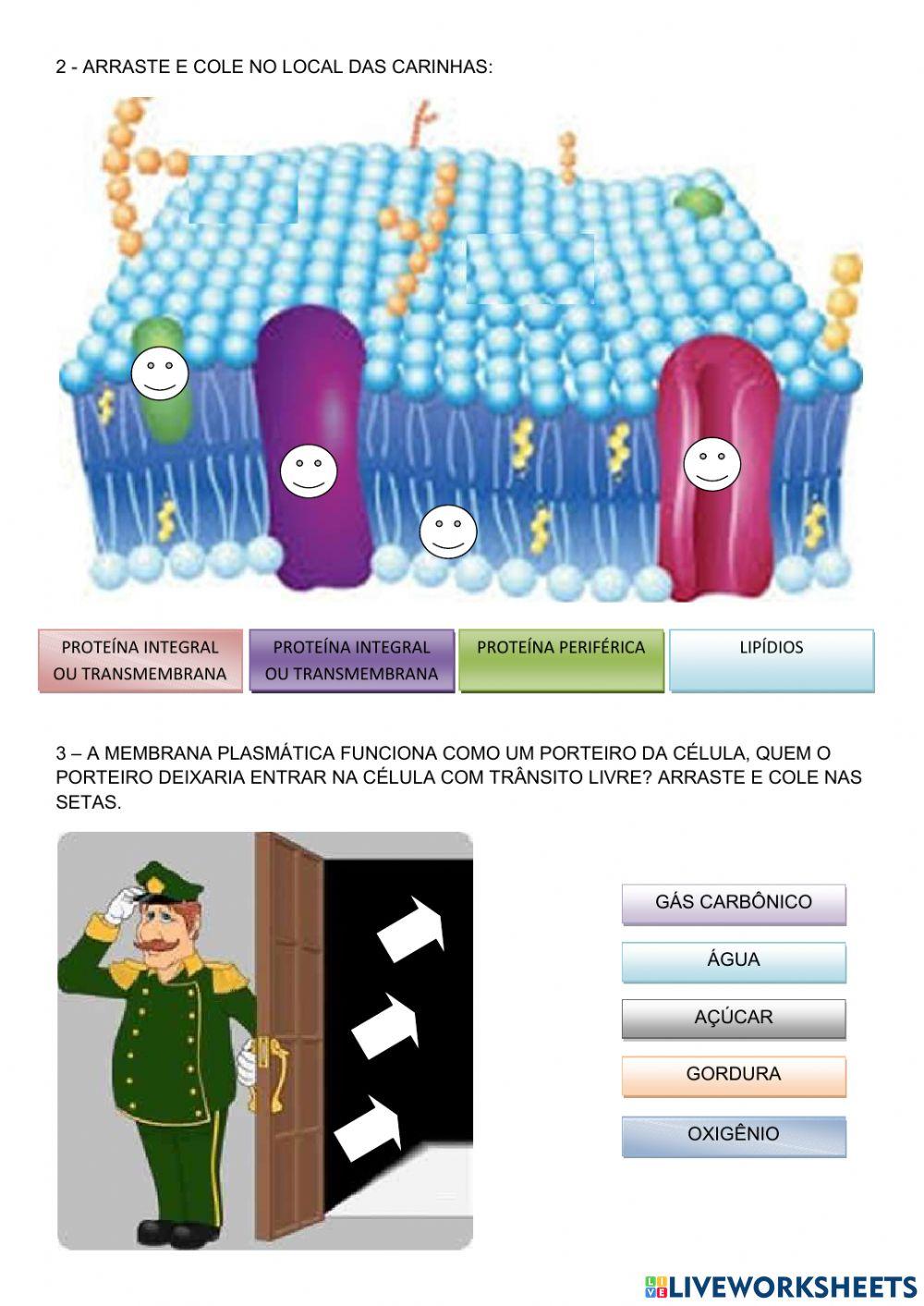 Membrana plasmática