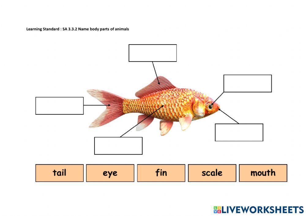 Body Parts of Animal worksheet Live Worksheets