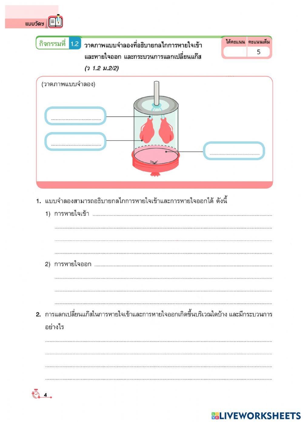 ภาพจำลองกลไกการหายใจ