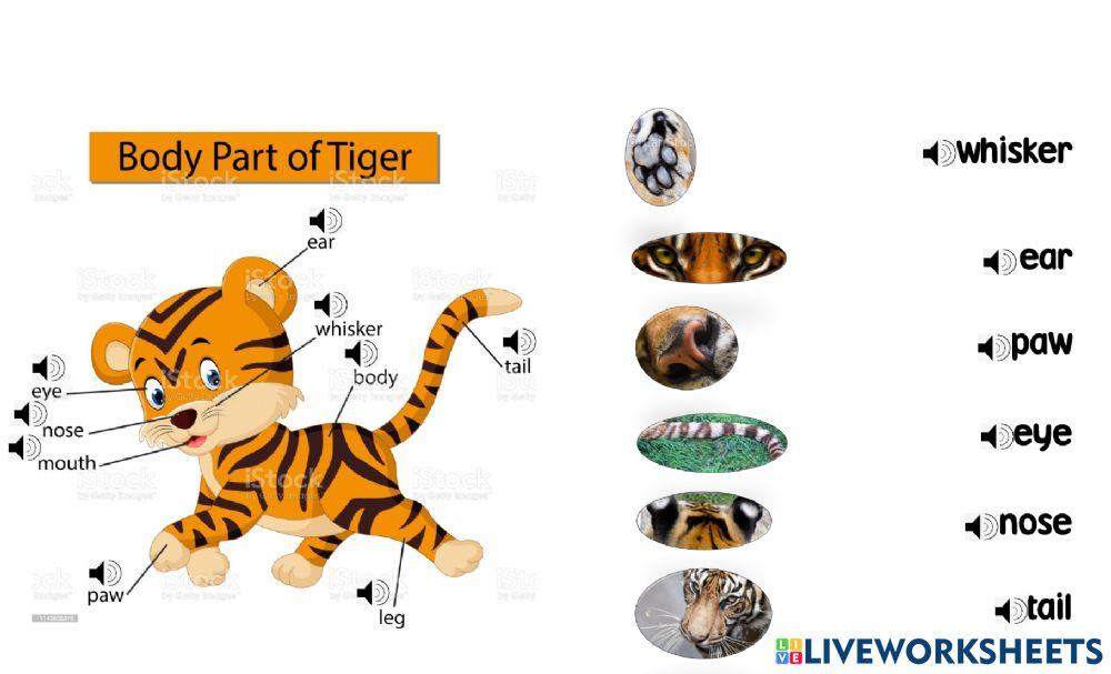 Body Part of Tiger