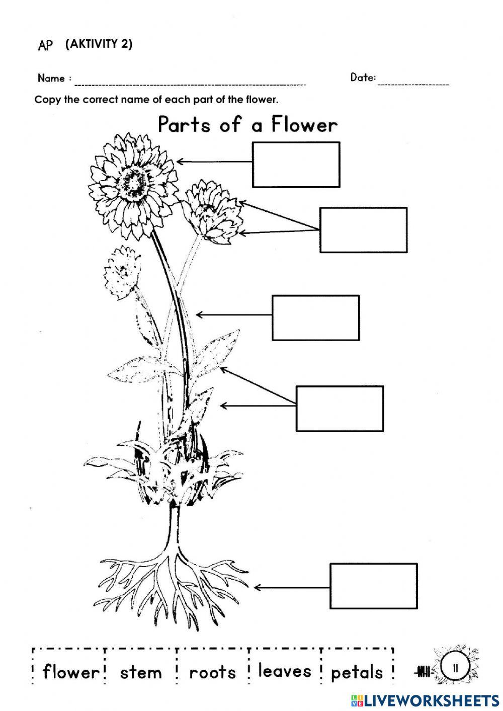 Part Of A Flower