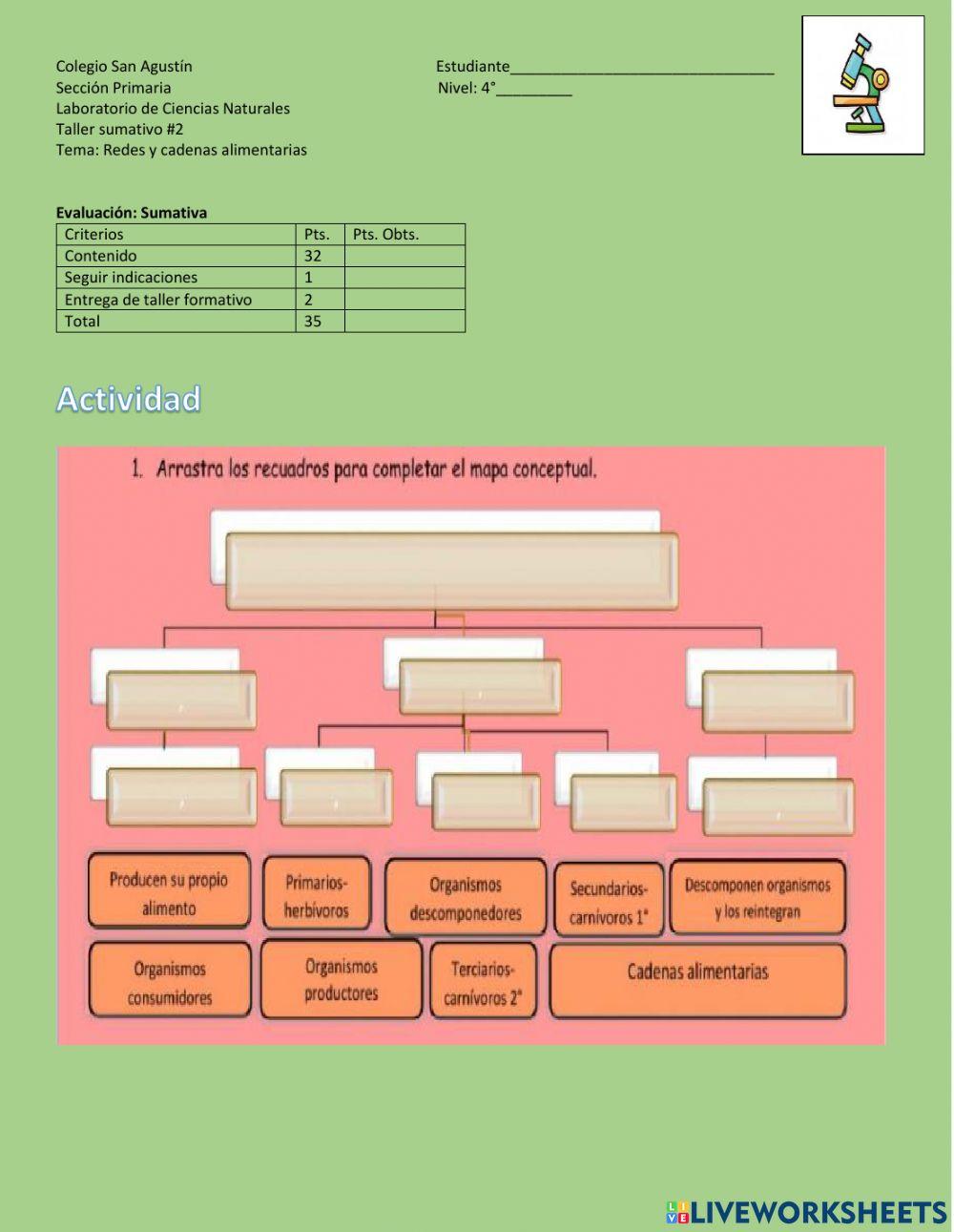 Cadenas y redes alimentarias