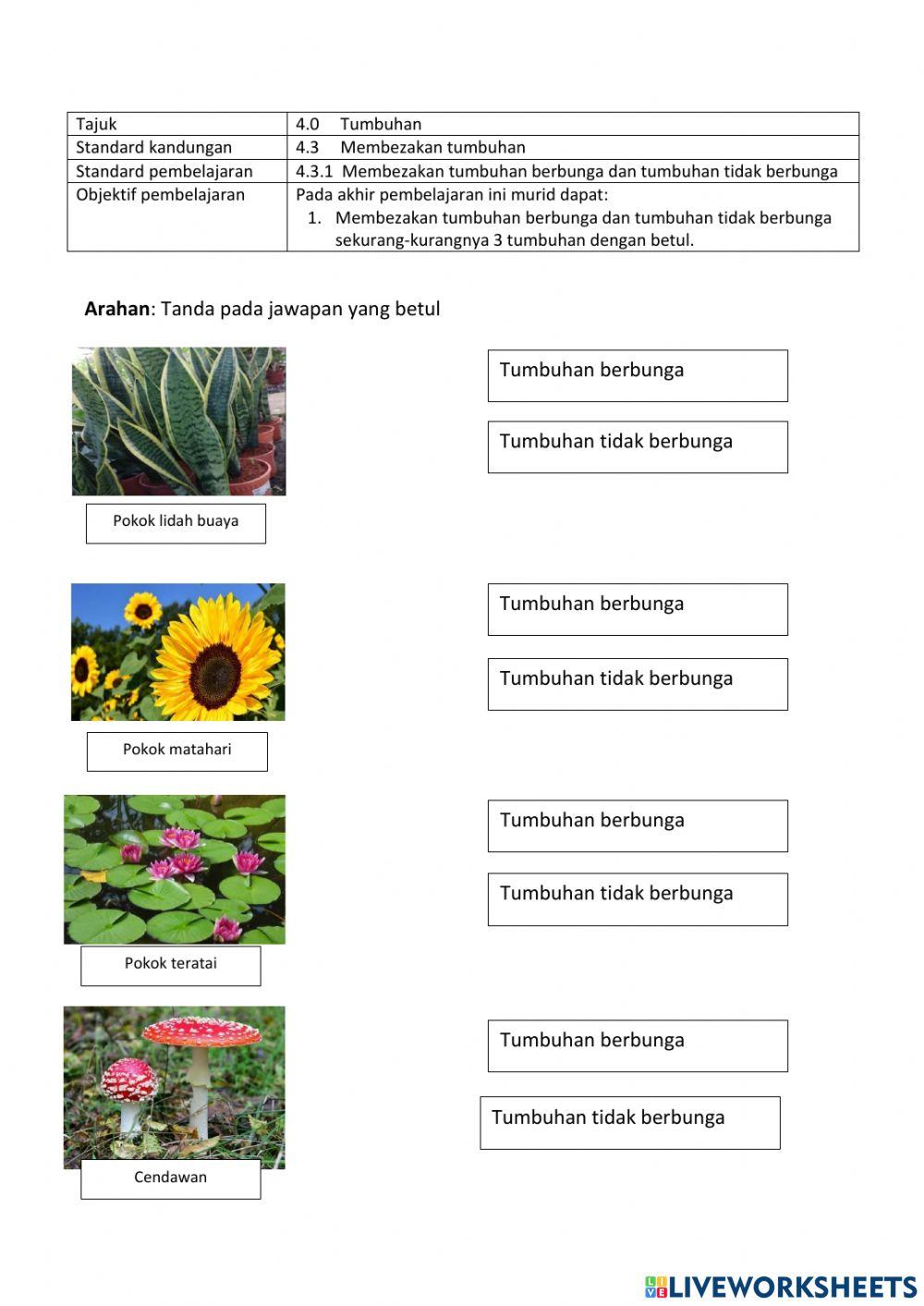 Membezakan tumbuhan berbunga dan tidak berbunga