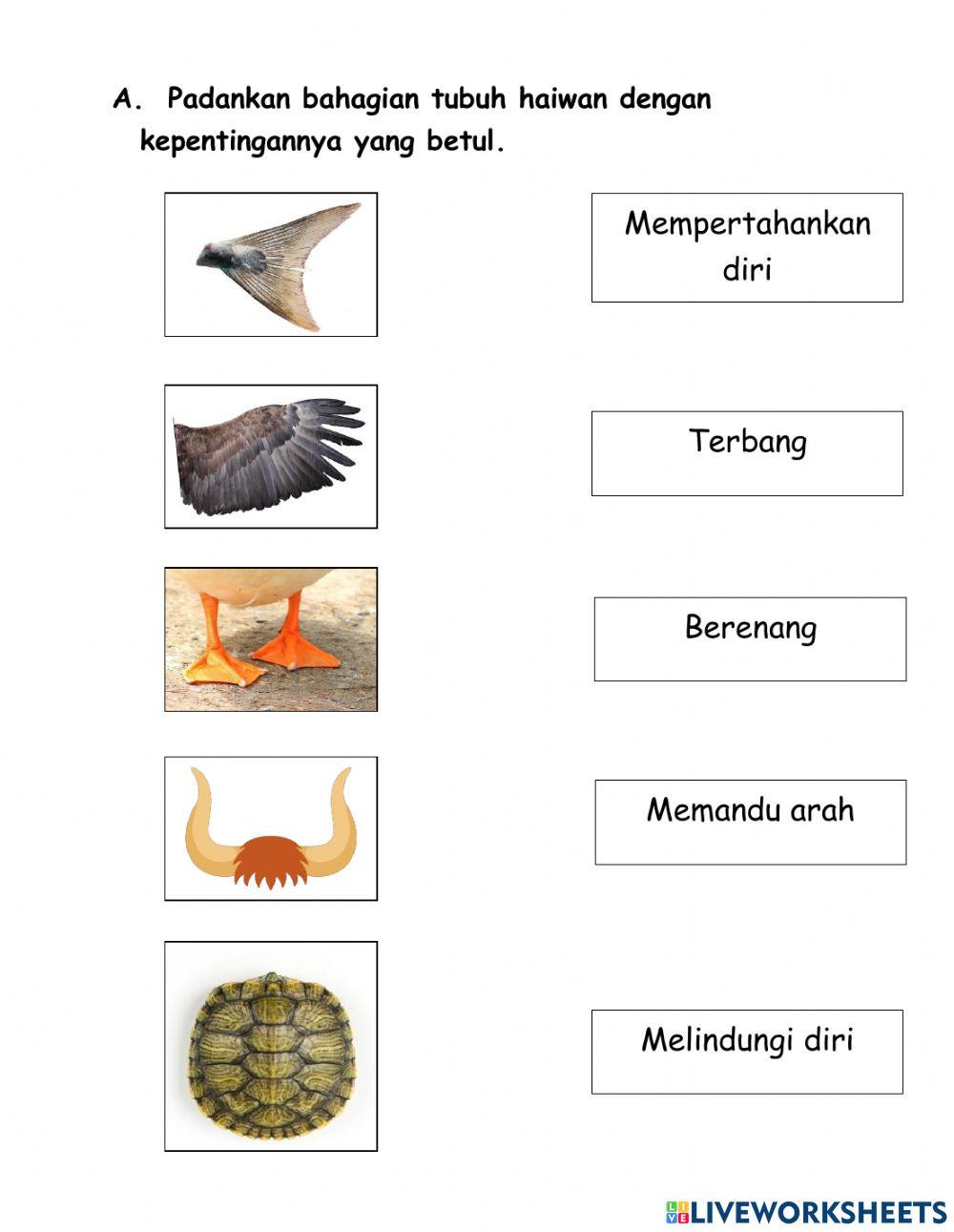 Sains Tahun 1: Kepentingan Bahagian Tubuh Haiwan