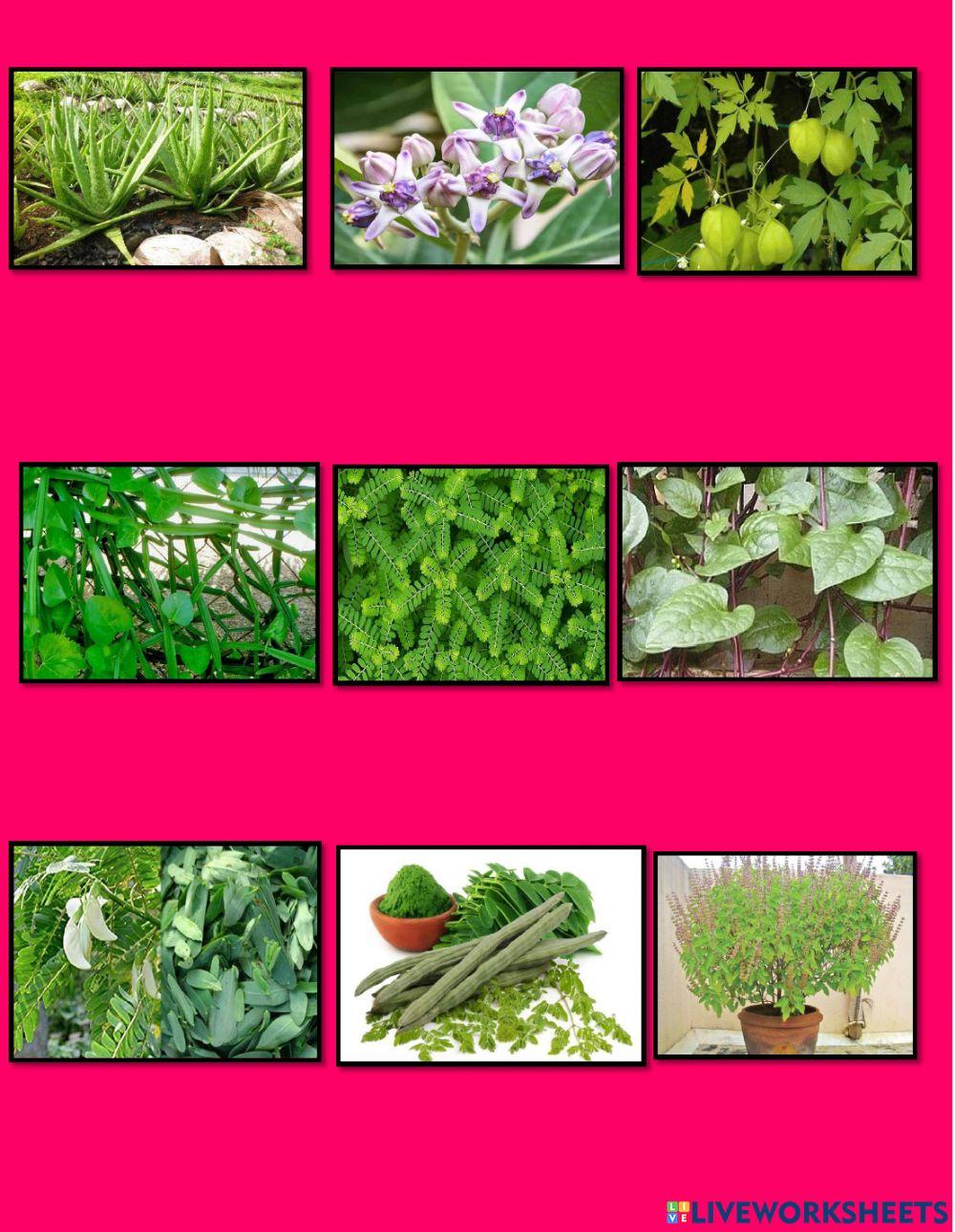 மூலிகை செடிகள்