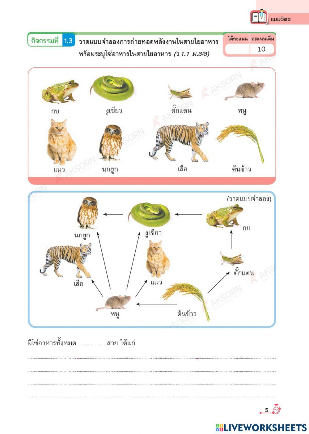 กิจกรรม 1.3 การถ่ายทอดพลังงานของห่วงโซ่และสายใยอาหาร