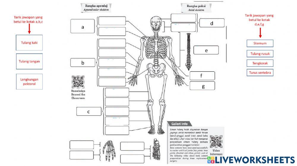 Bab 6 sokongan pertumbuhan
