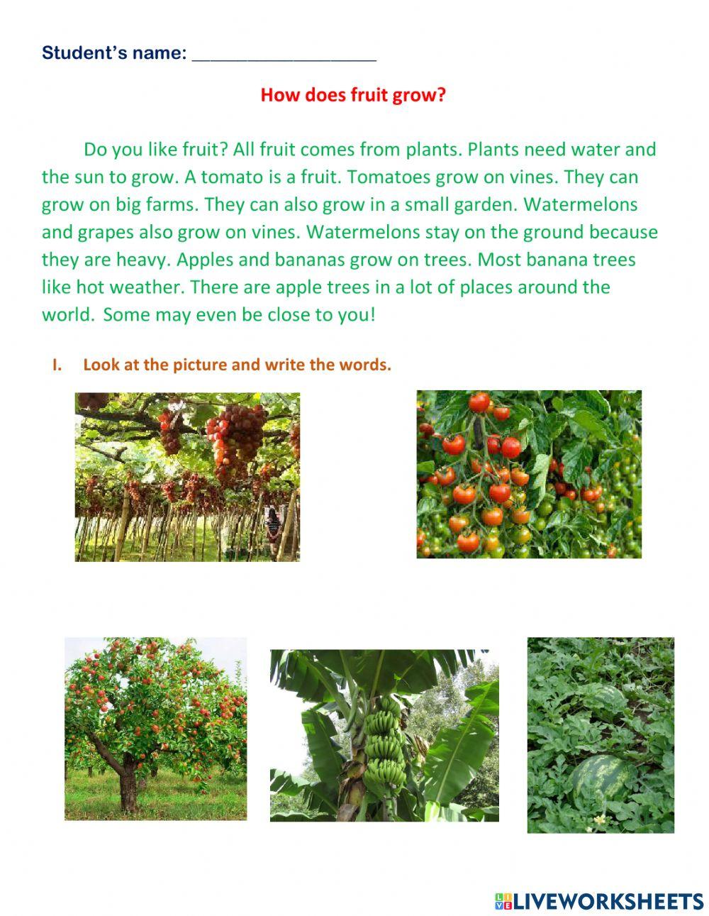 How does fruit grow worksheet live worksheets