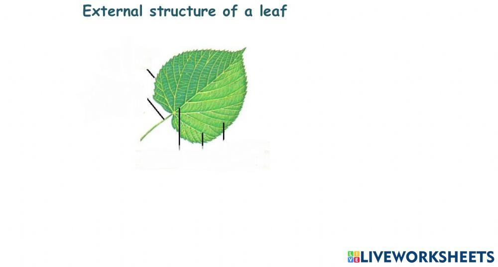 Parts Of A Leaf 1152008 Ishita Singh LiveWorksheets Parts Of A Leaf 1152008 Ishita Singh LiveWorksheets