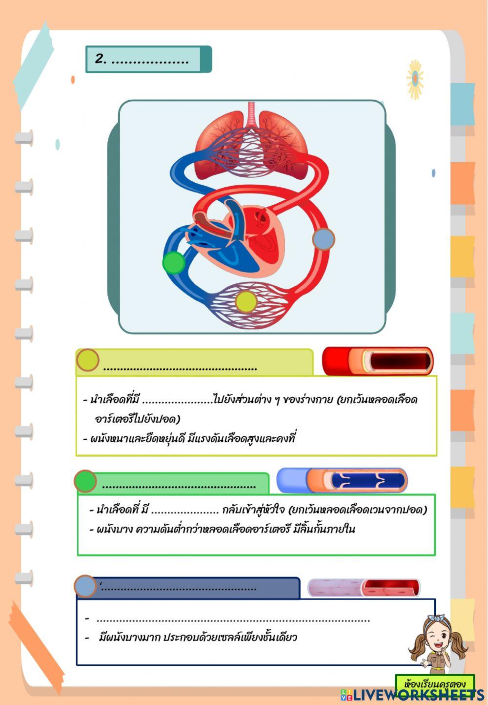ใบงาน เรื่อง ระบบหมุนเวียนเลือด