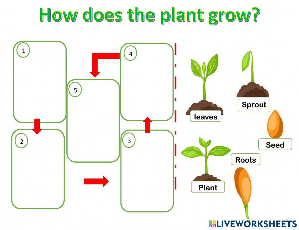 How do plants grow?