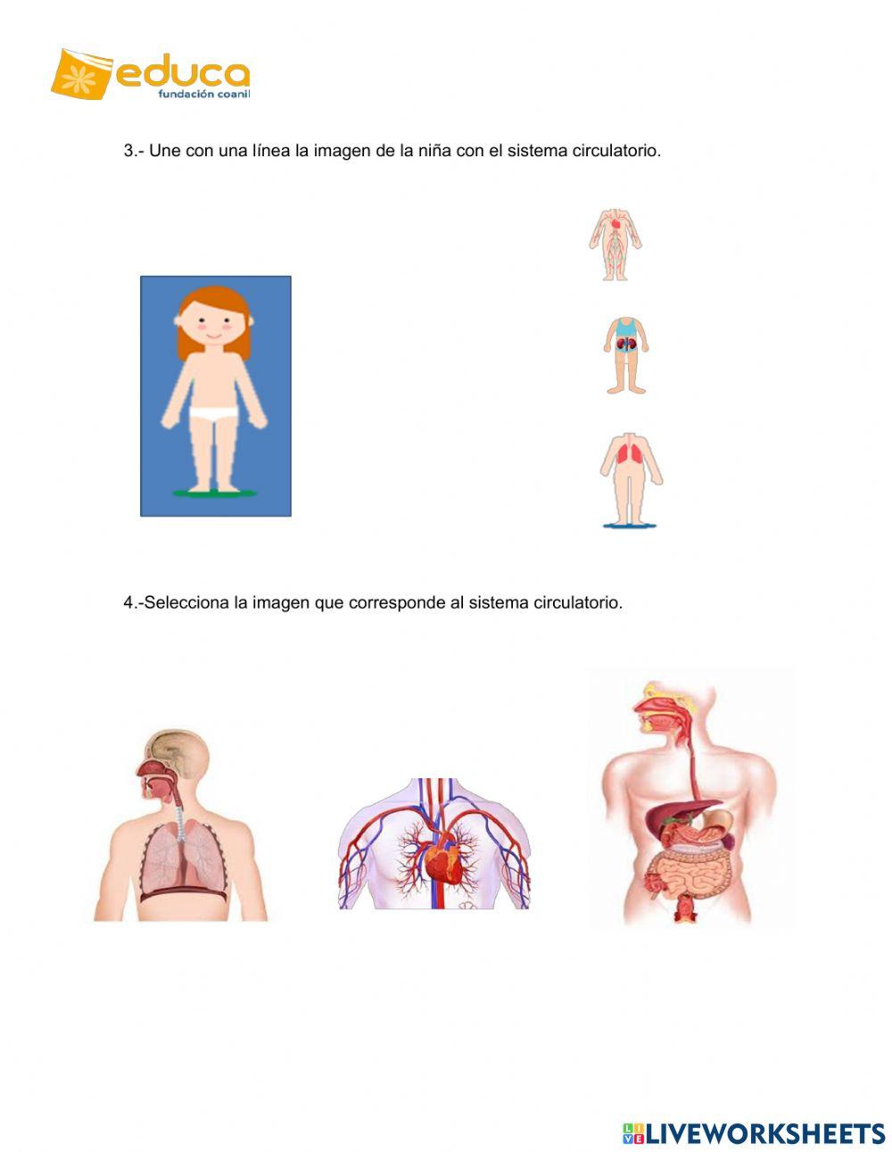 Sistema circulatorio