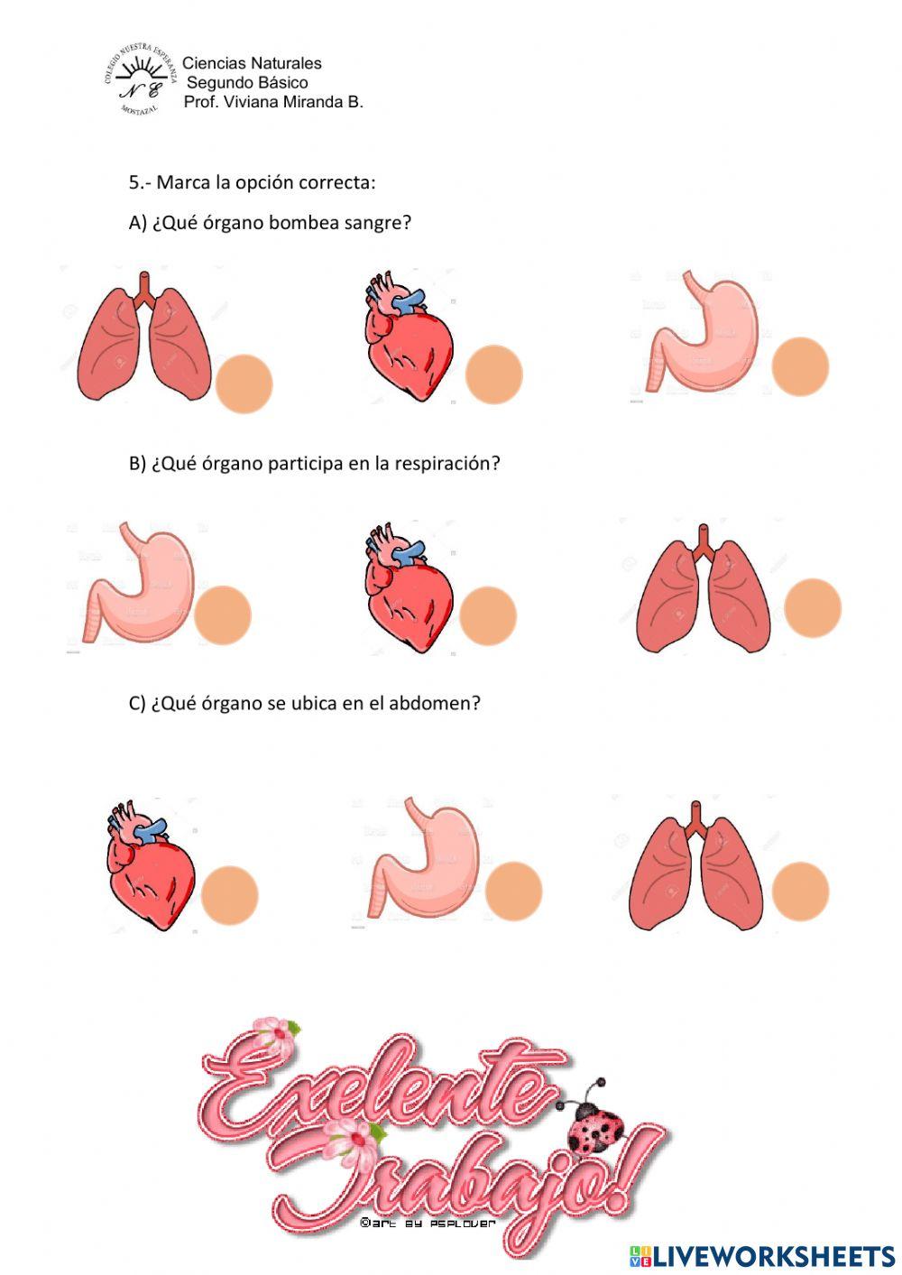 Órganos del cuerpo humano