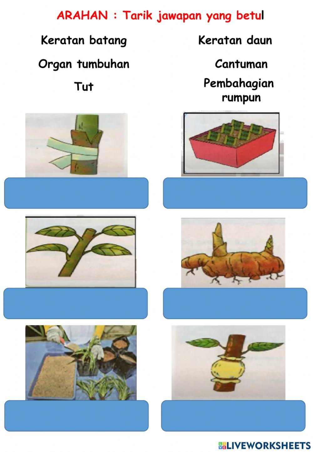 Kaedah pembiakan tanaman hiasan