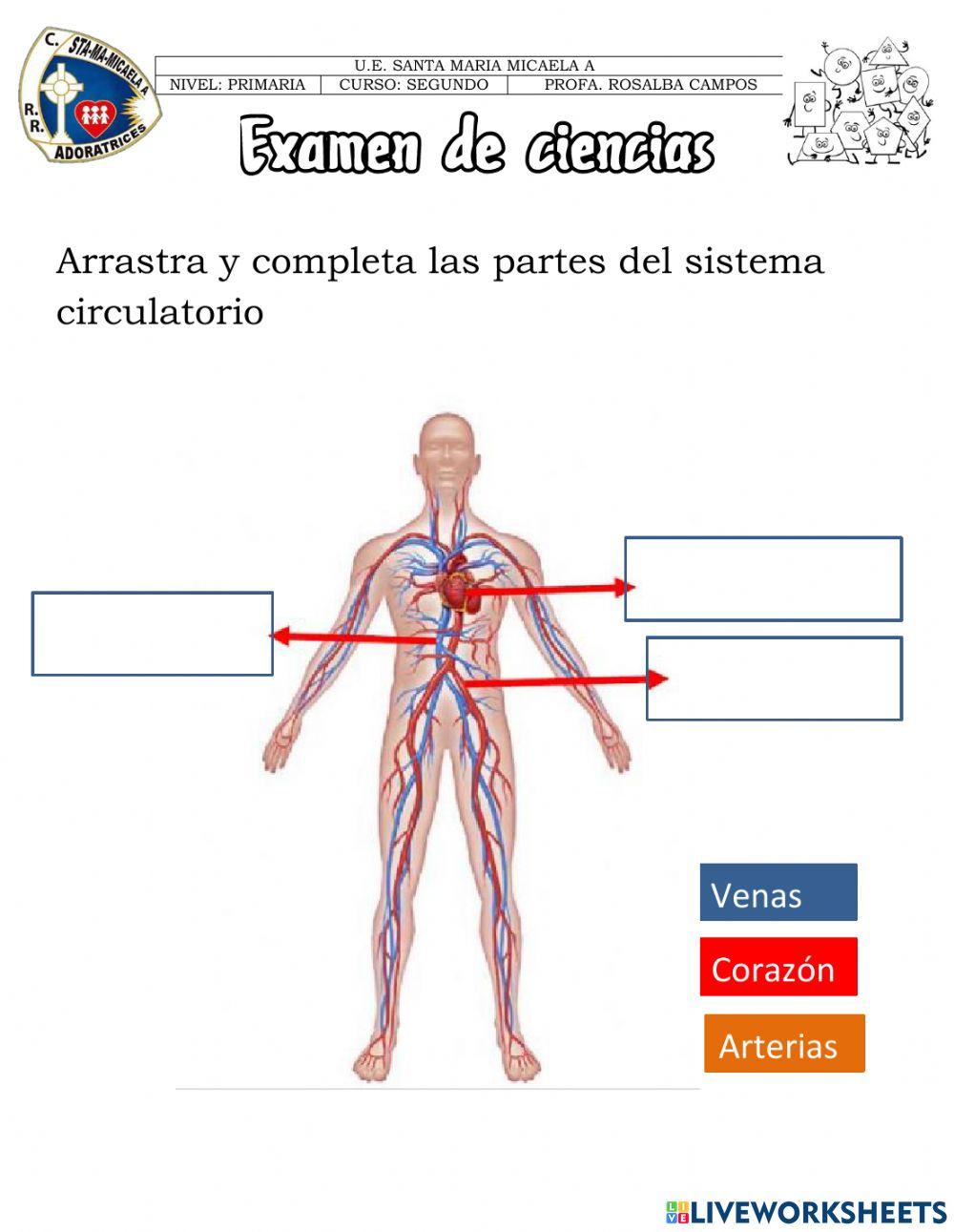 evaluación sistema circulatorio