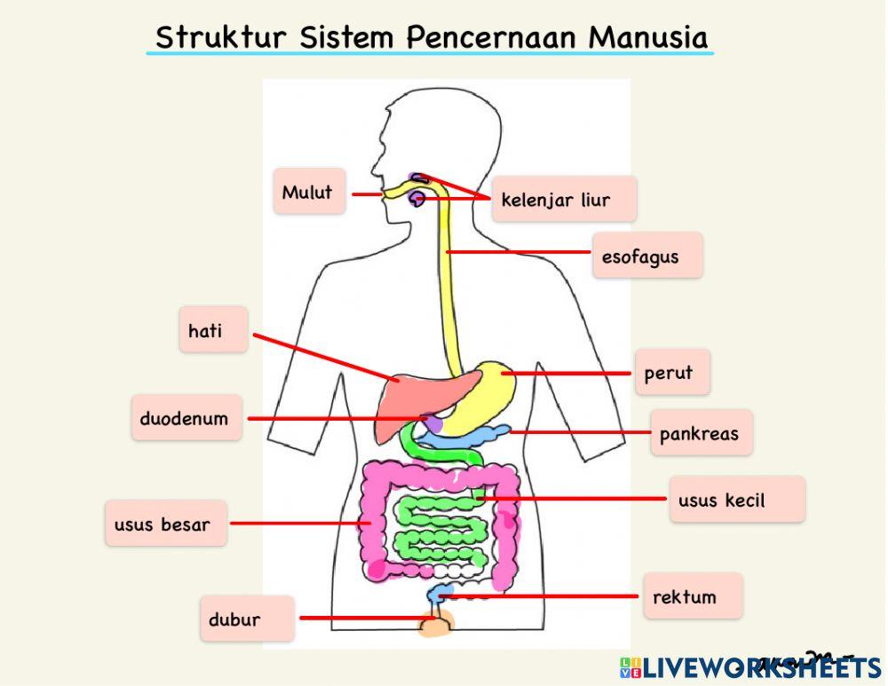 Struktur sistem pencernaan