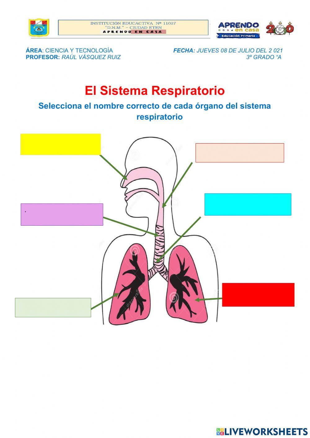 Sistema respiratorio