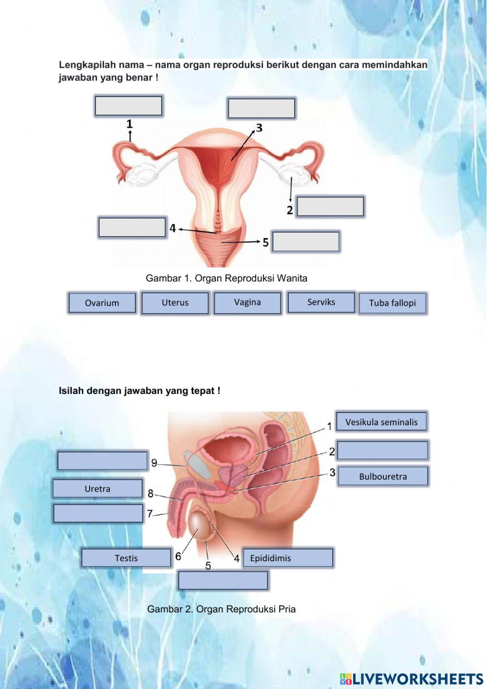Soal sistem reproduksi