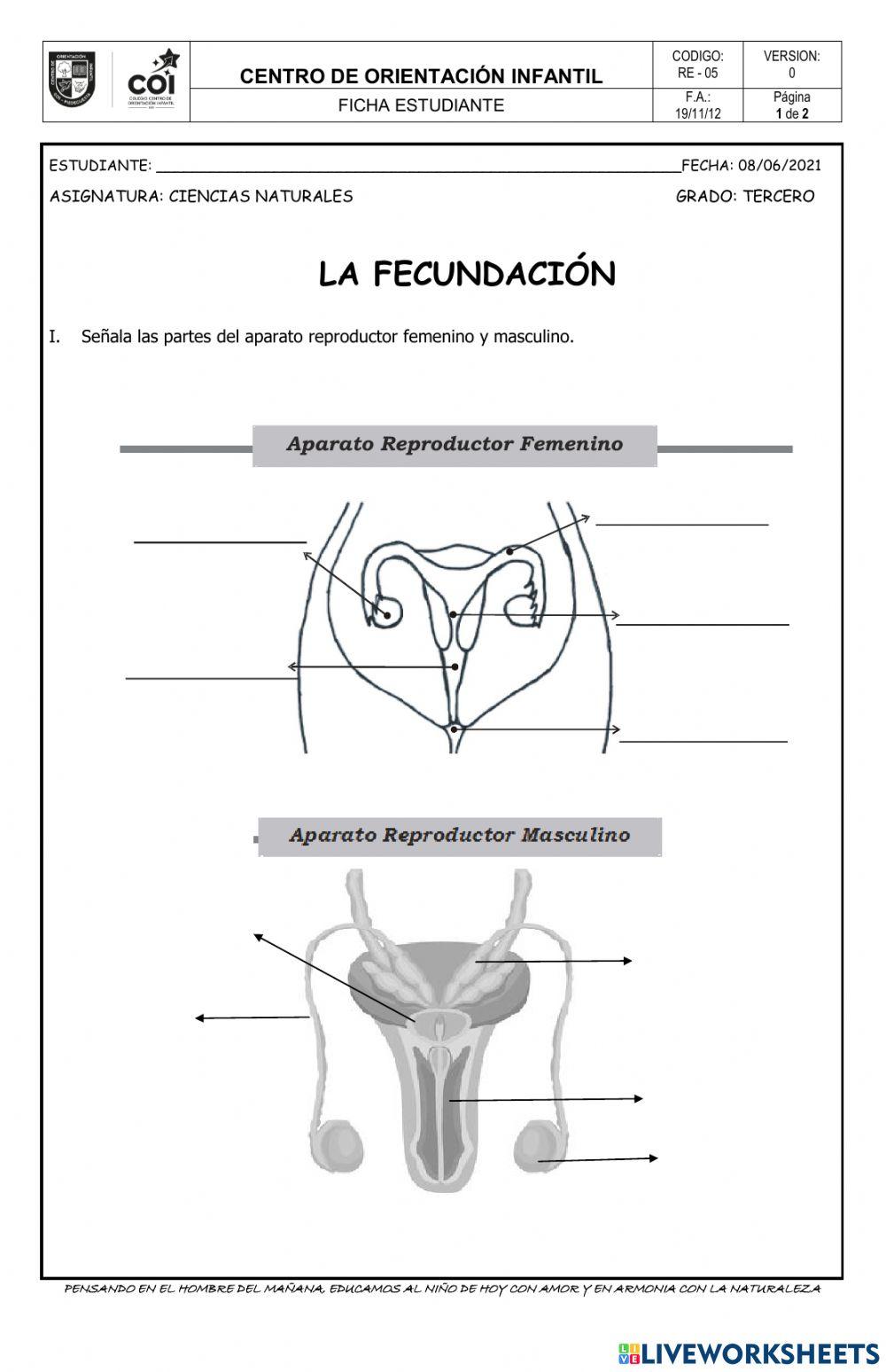 La fecundación