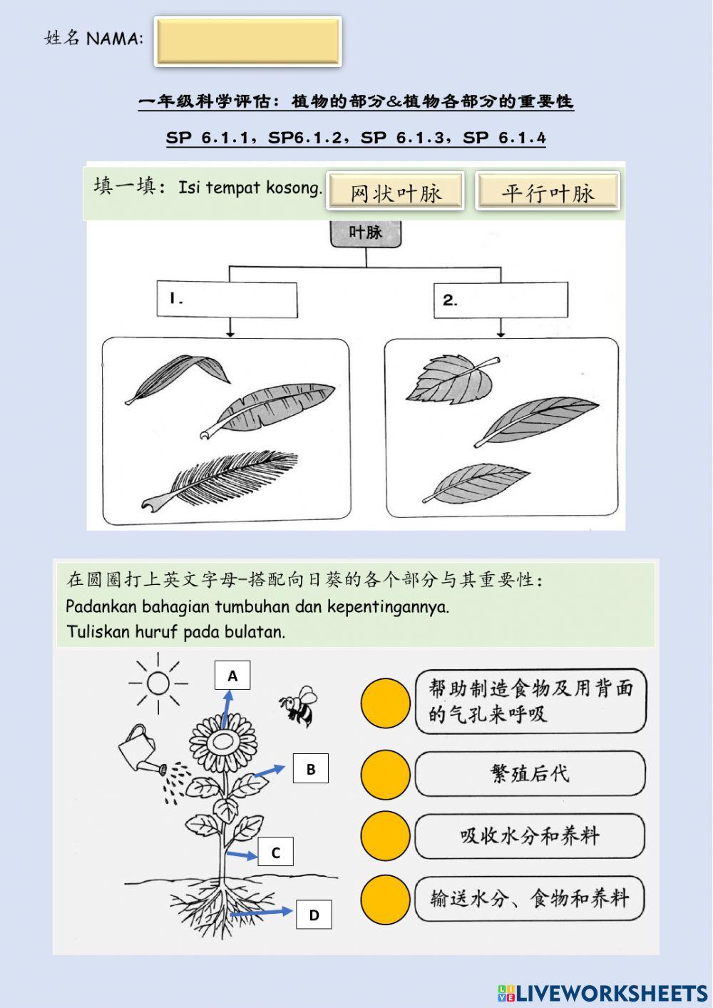 一年级科学：植物总评估