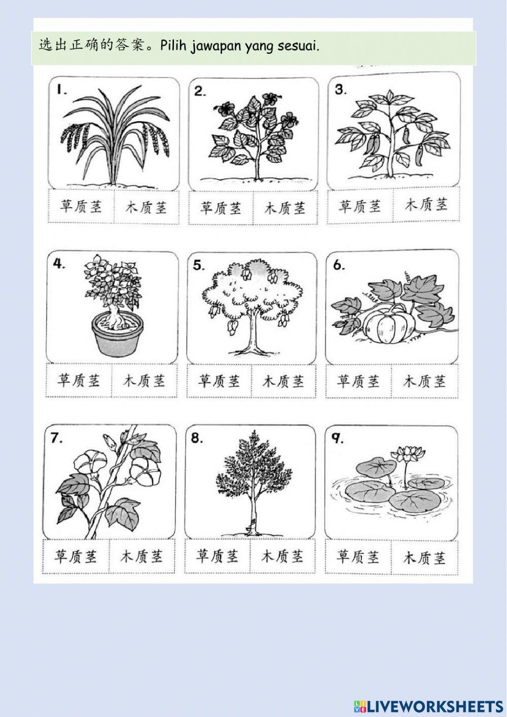 一年级科学：植物总评估
