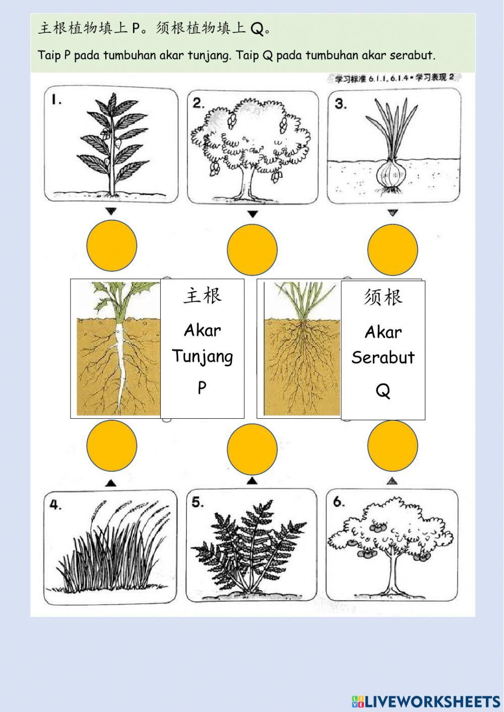 一年级科学：植物总评估
