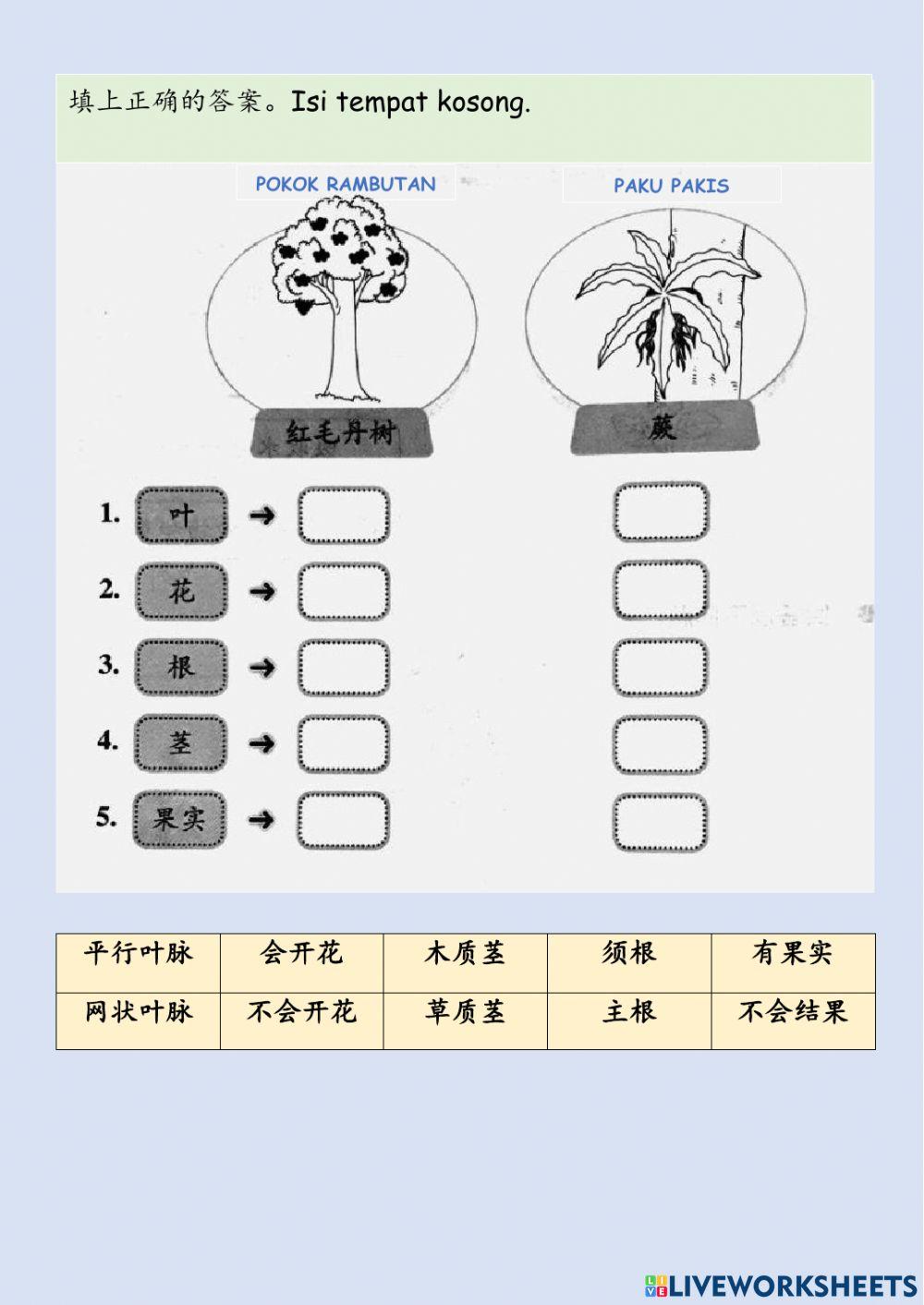 一年级科学：植物总评估
