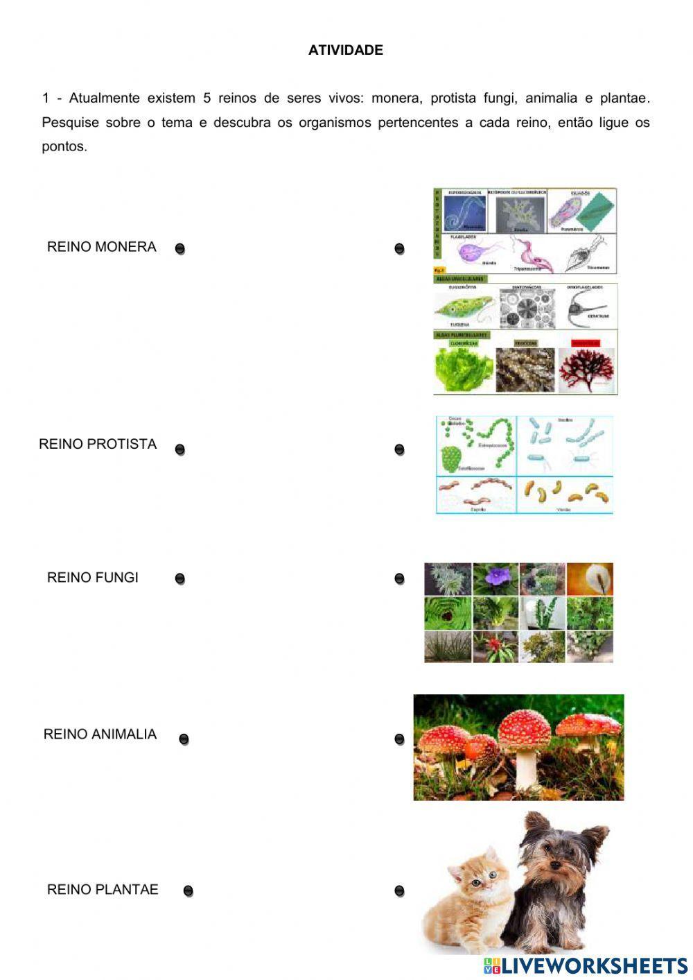 Classificação dos seres vivos