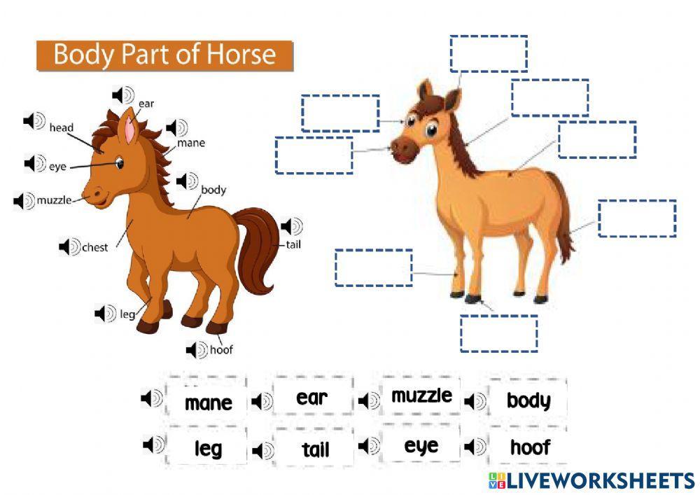 Body Part of Horse worksheet | Live Worksheets