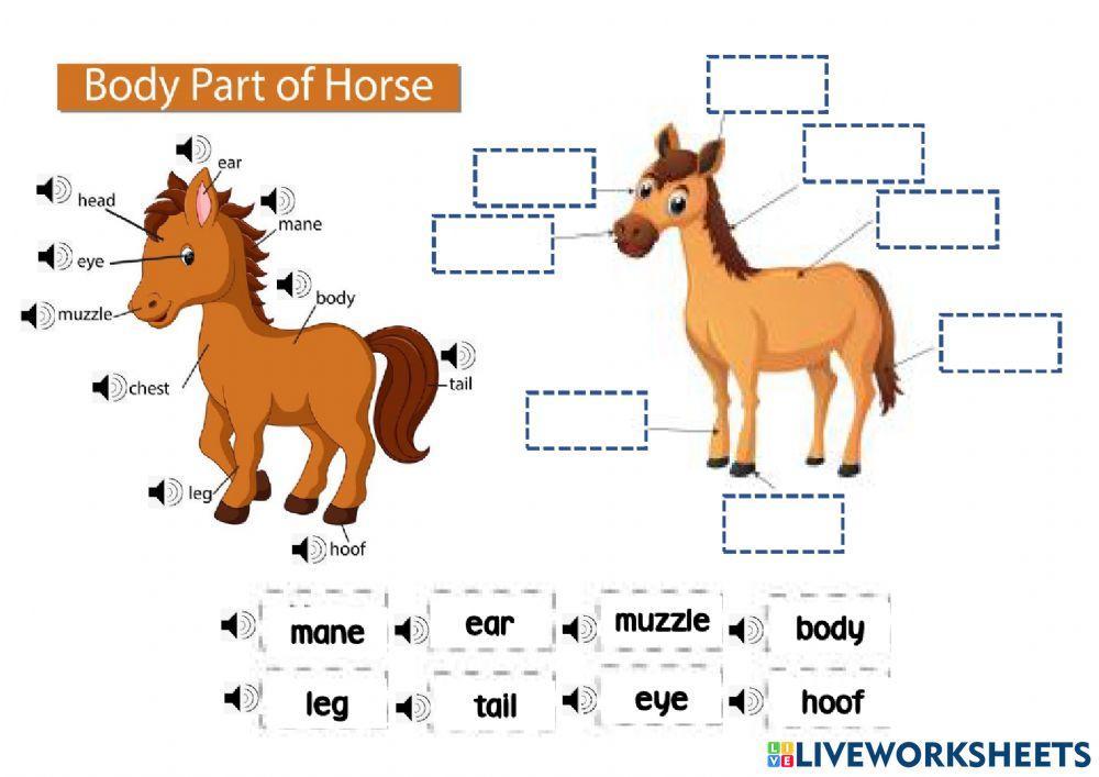 Body Part of Horse worksheet Live Worksheets