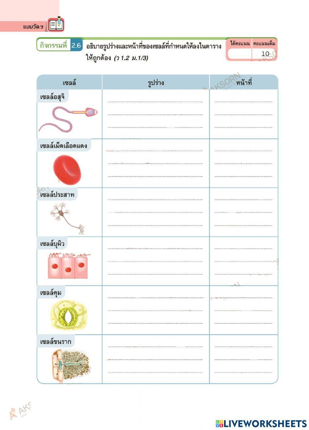 ศึกษาลักษณะของเซลล์สัตว์