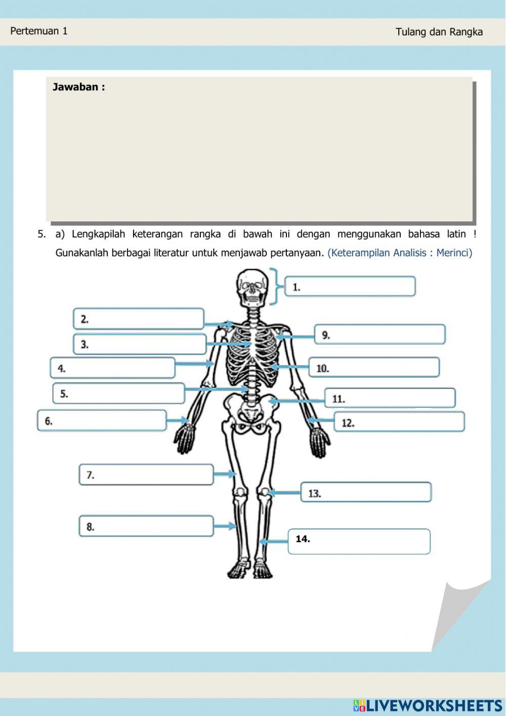 LEMBAR KERJA PESERTA DIDIK ELEKTRONIK (Tulang dan Rangka)