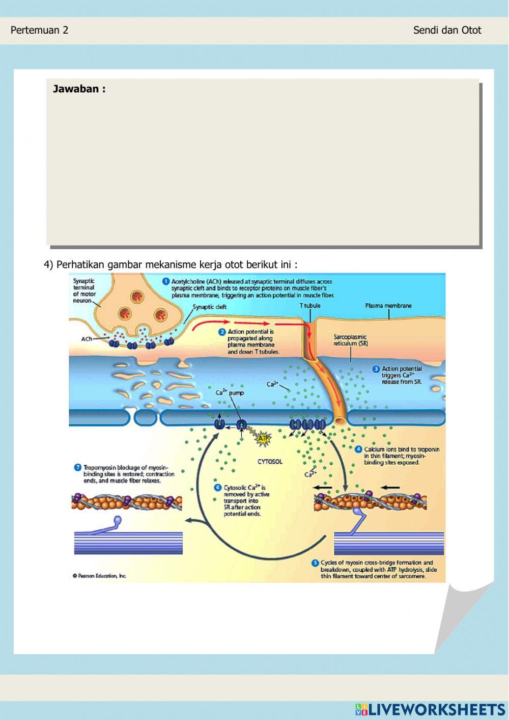 LEMBAR KERJA PESERTA DIDIK ELEKTRONIK (Sendi dan Otot)