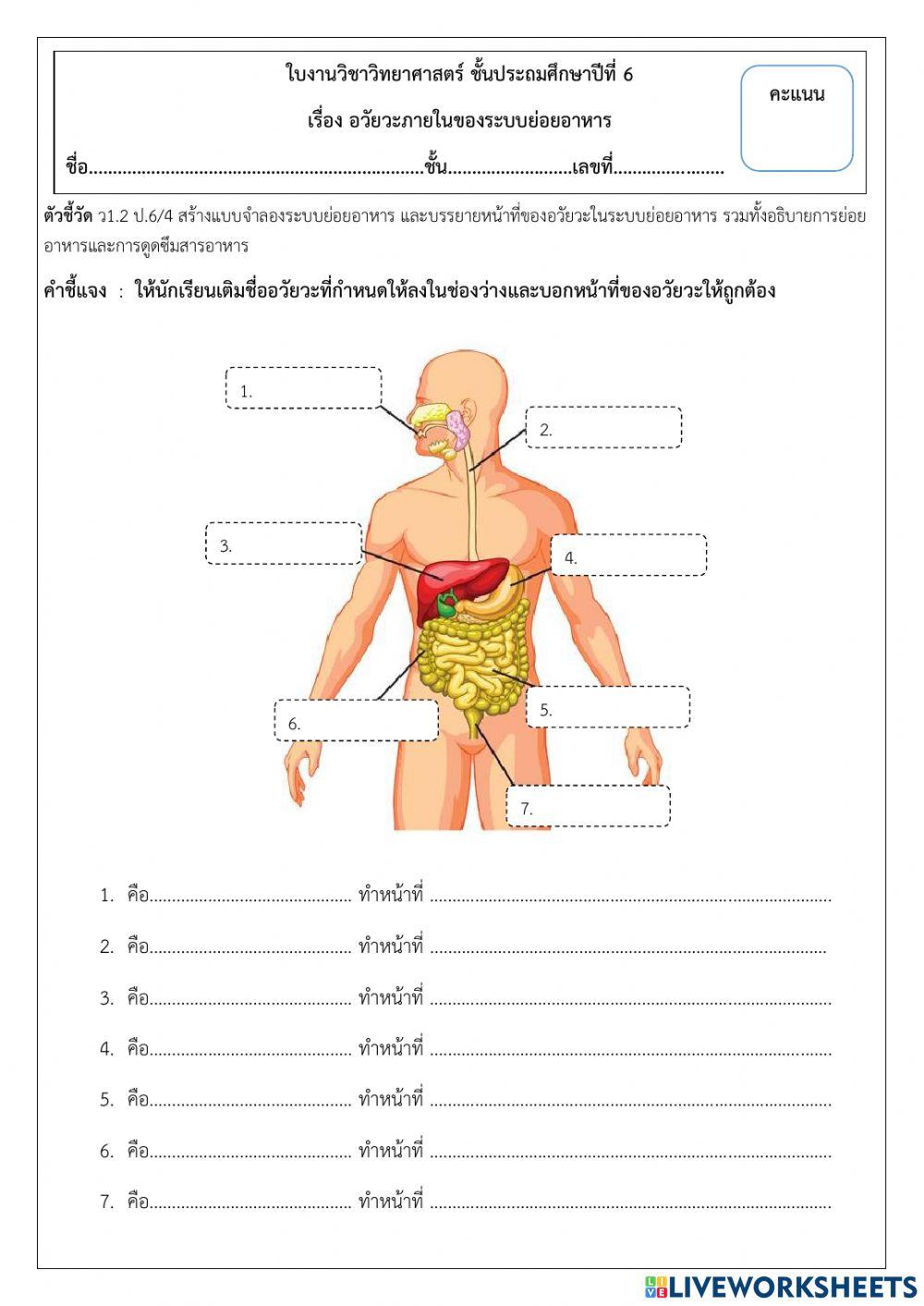อวัยวะในระบบย่อยอาหาร